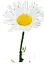 paquerette